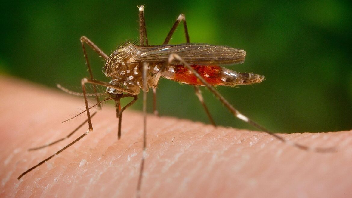 Mosquito japonés