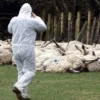 La fao insta a europa a actuar ante el “mayor brote de fiebre aftosa del siglo”, según alerta el organismo.