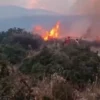 Albania y bulgaria solicitan apoyo urgente a la ue para combatir los incendios forestales