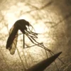 Virus del nilo occidental en europa: qué es, cómo se transmite y cuáles son sus síntomas.