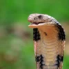 Un bebé de un año muerde y mata a una cobra que encontró en su jardín: “si hubiera sido al revés, no habría sobrevivido”