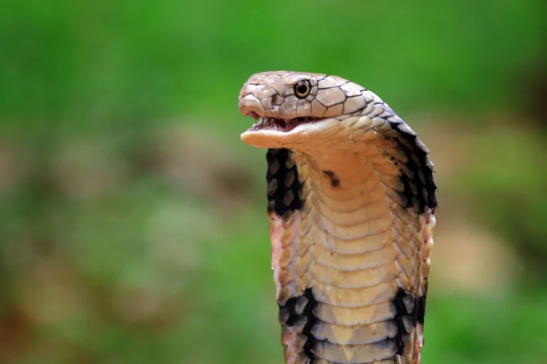 Cobra