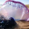 Alerta por la proliferación de carabelas portuguesas en las playas del cantábrico: riesgo creciente para bañistas