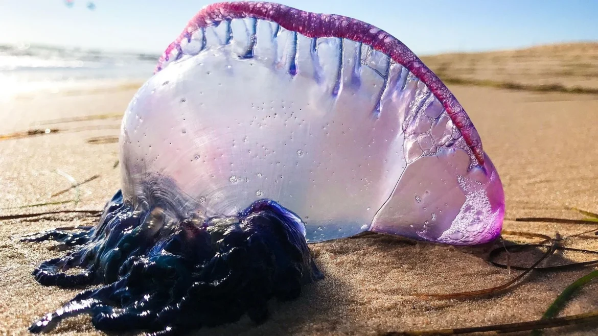 Alerta por la proliferación de carabelas portuguesas en las playas del cantábrico: riesgo creciente para bañistas