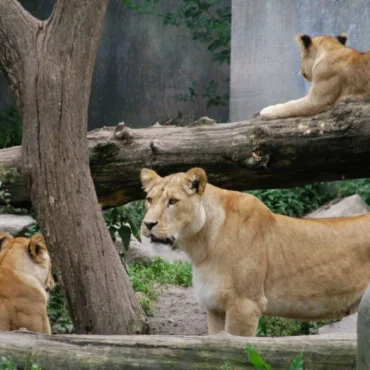 Zoo