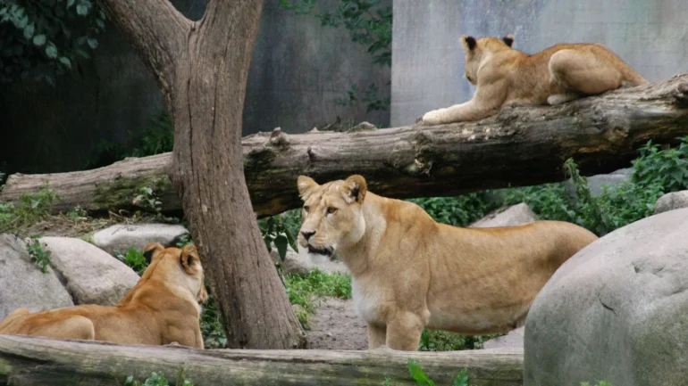 Zoo