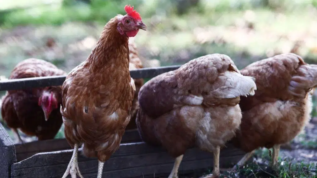 España ordena el confinamiento de aves en casi 1. 200 municipios para contener la expansión de la gripe aviar. 1 España