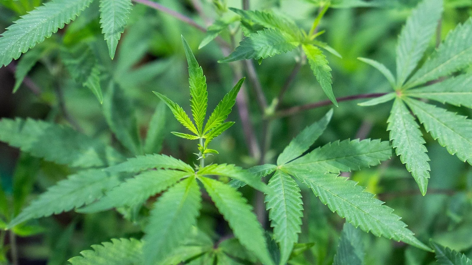 Detenido el alcalde de un pueblo de cuenca tras hallarse más de 200 plantas de marihuana en su domicilio 1 Alcalde