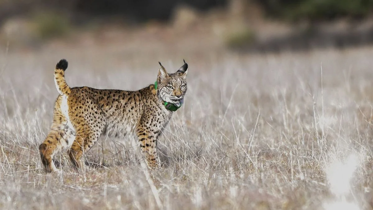 Científicos españoles logran crear por primera vez embriones de lince ibérico mediante fecundación in vitro 1 Españoles