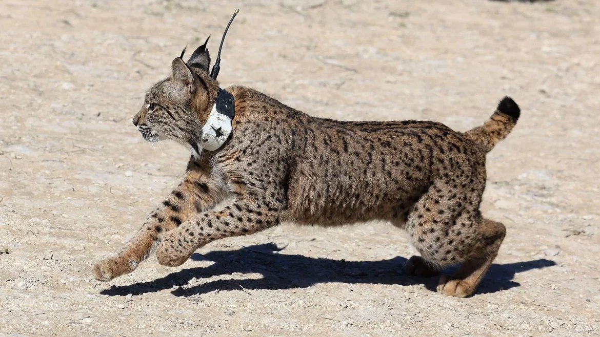 Lince