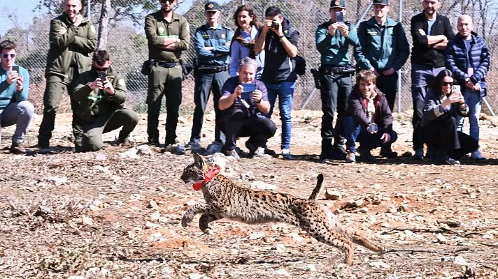 Vecinos de los monegros impulsan la reintroducción del lince como motor económico. 1 Monegros