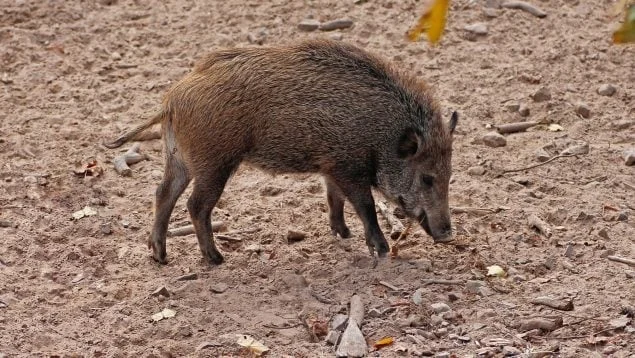 Los jabalíes urbanos evolucionan: la ciencia confirma diferencias genéticas con los rurales. 1 Jabalíes