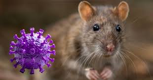 ¿qué es el hantavirus? ¿cómo se contagia? Claves sobre el brote en un crucero. 1 Hantavirus