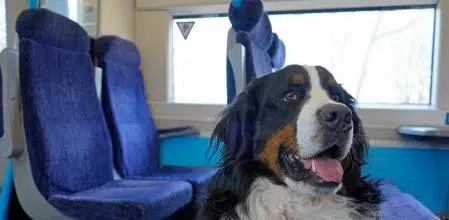 ¡viaje sin jaulas! Renfe abre todos sus trenes a perros grandes. 3 63217d07bd52a. R d. 2880 1938 780
