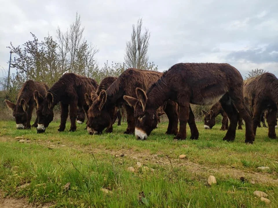 Nueve burras impulsan la conservación del asno zamorano leonés 1 Burras