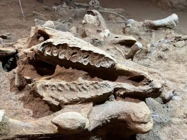Un hallazgo excepcional: dos esqueletos completos de rinocerontes esteparios emergen de las profundidades de moià 3 Images 88