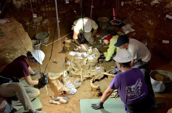 Un hallazgo excepcional: dos esqueletos completos de rinocerontes esteparios emergen de las profundidades de moià 2 Images 89