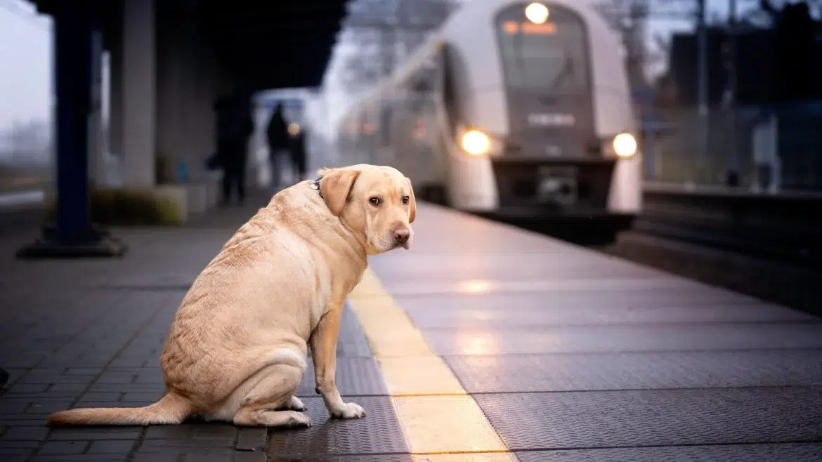 ¡viaje sin jaulas! Renfe abre todos sus trenes a perros grandes. 1 Renfe