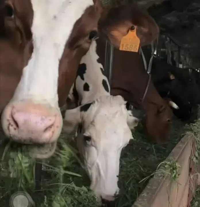 Sorprendente: aflatoxinas: la alerta que inquieta a las granjas gallegas. 1 Aflatoxinas: la alerta que inquieta