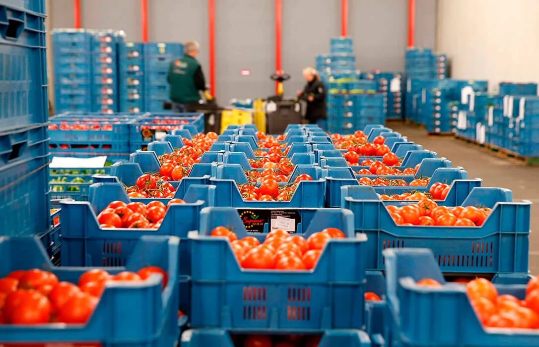 Histórico: el tomate español impulsa una acción de defensa del sector y denuncia los desequilibrios comerciales. 1 Tomate español impulsa una acción