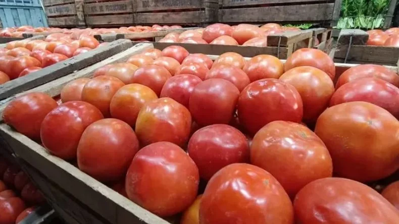 Histórico: el tomate español impulsa una acción de defensa del sector y denuncia los desequilibrios comerciales. 2 Tomate español impulsa una acción