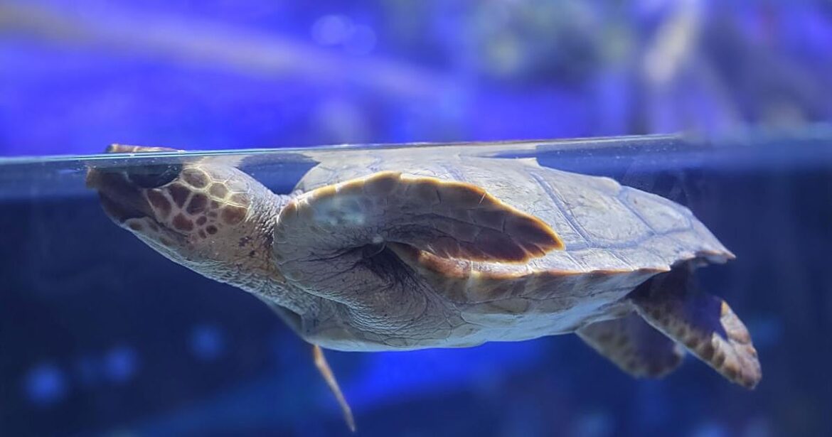 Tortuga