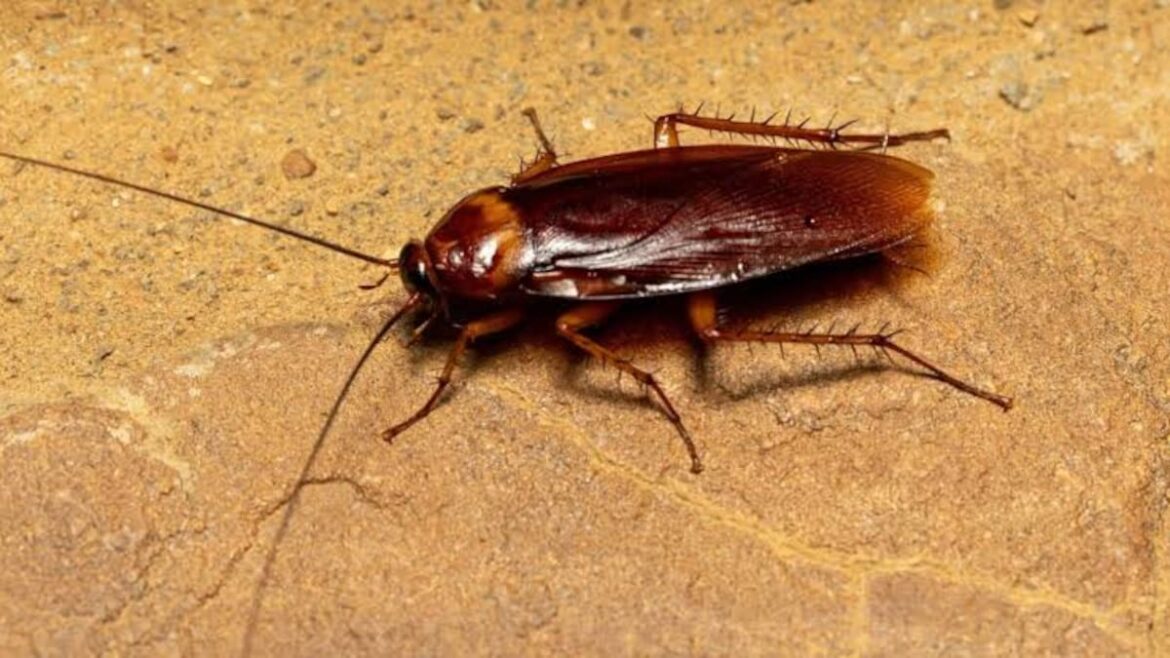 Cucaracha